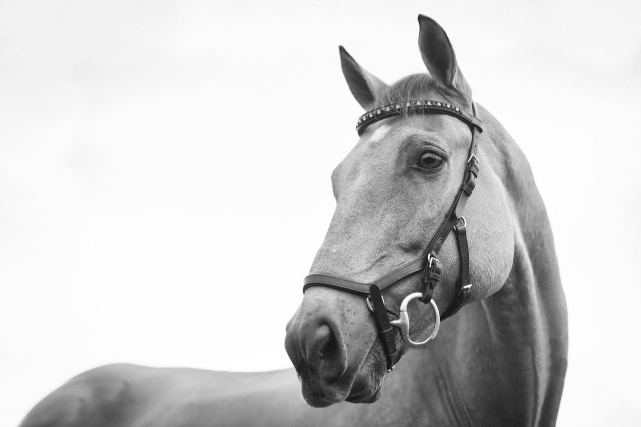 Cavalo da raça Árabe