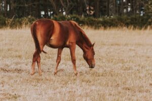 Quanto Custa Manter um Cavalo no Brasil? Guia Completo de Gastos Mensais