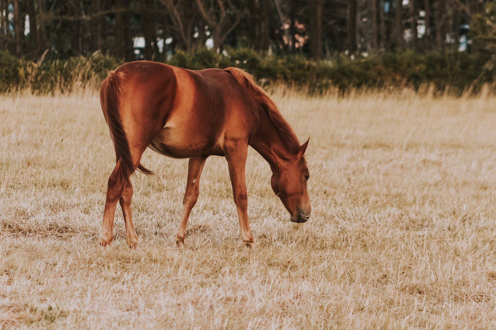 Cavalo marrom pastando em campo aberto