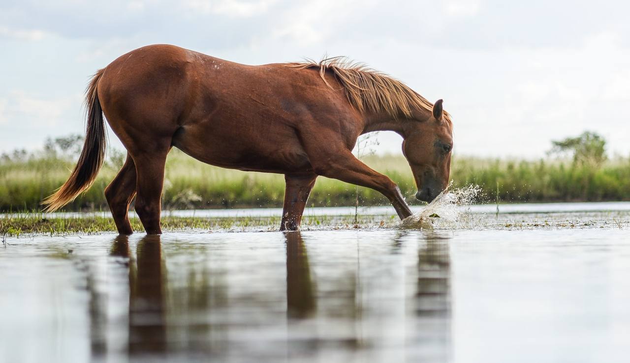 Cavalo bebendo água