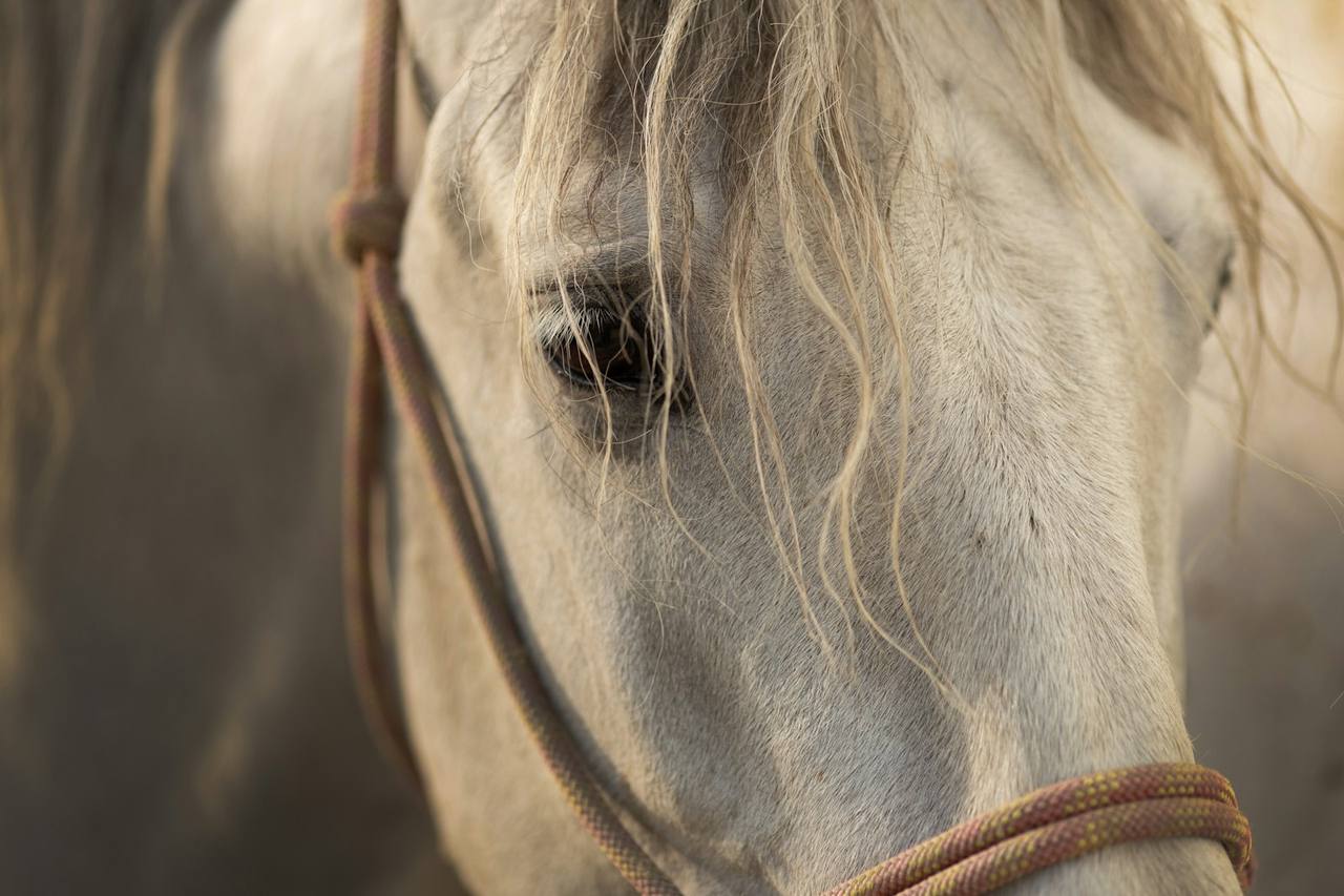 Retrato de cavalo mostrando expressão facial