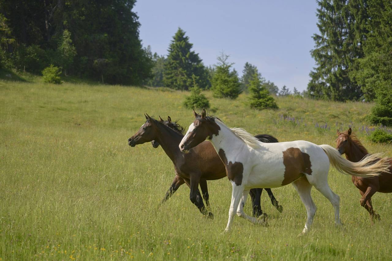 Cavalo marrom galopando em campo aberto