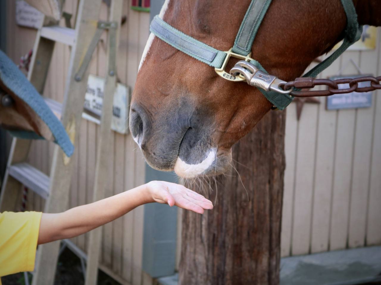 Close das orelhas de um cavalo
