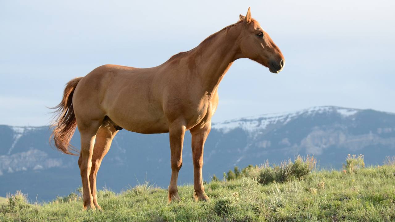 Cavalo da raça Quarto de Milha