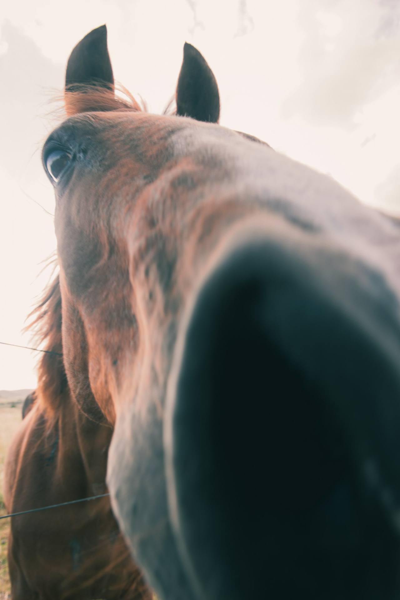 Close da boca e focinho de um cavalo
