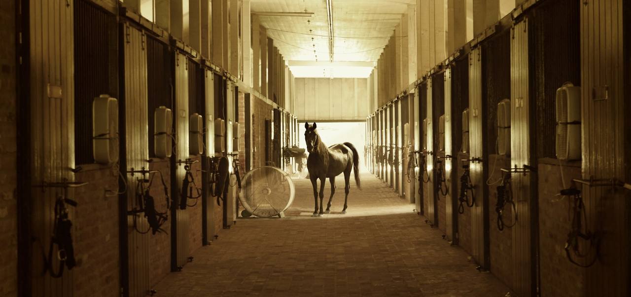 Cavalo em ambiente de baia recebendo cuidados veterinários